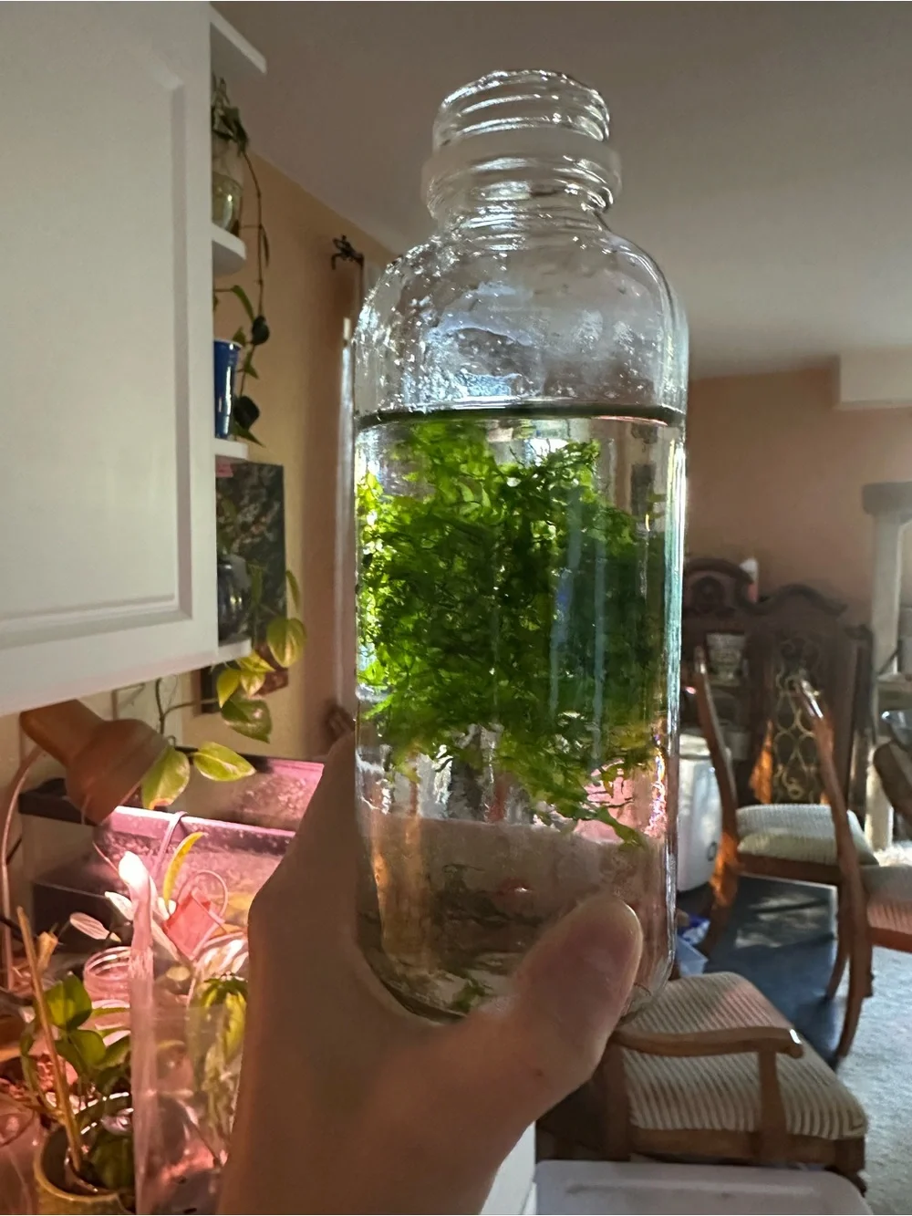 Live Aquarium Plant - Rare Subswassertang Moss for Freshwater Fish Tanks